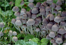 Coprinellus disseminatus - Навозник рассеянный