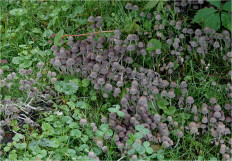 Coprinellus disseminatus - Навозник рассеянный