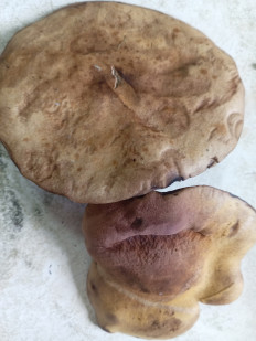 Гриб из Тевриз