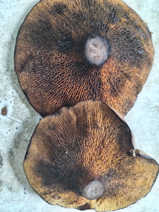 Гриб из Тевриз