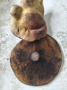 Гриб из Тевриз