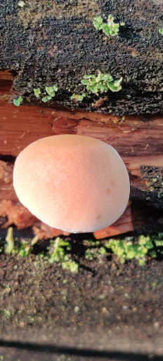 Пилолистник бокаловидный