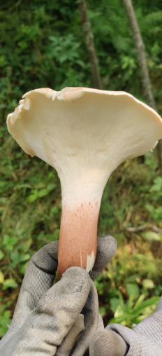 Пилолистник бокаловидный