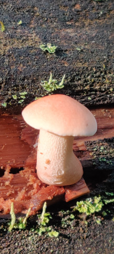 Пилолистник бокаловидный