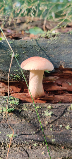 Пилолистник бокаловидный