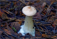 Гриб из Москва