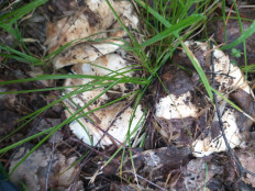 Подгруздок белый