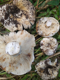 Подгруздок белый