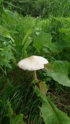 Вольвариелла слизистоголовая
