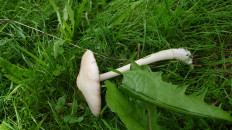 Вольвариелла слизистоголовая