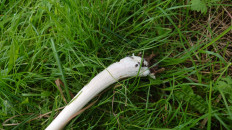 Вольвариелла слизистоголовая