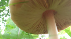 Вольвариелла слизистоголовая