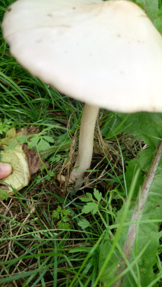 Вольвариелла слизистоголовая