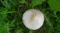 Вольвариелла слизистоголовая