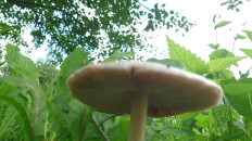 Вольвариелла слизистоголовая