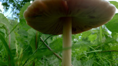 Вольвариелла слизистоголовая