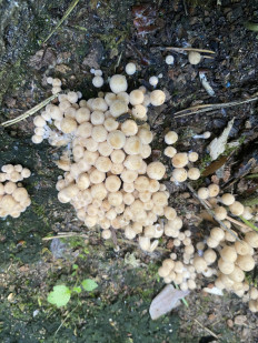 Навозник рассеянный