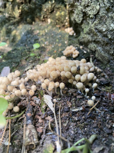 Навозник рассеянный