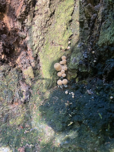 Навозник рассеянный