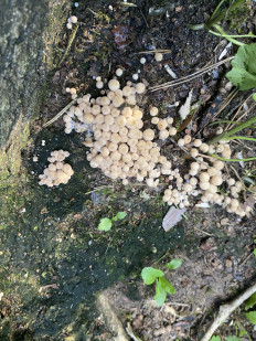 Навозник рассеянный