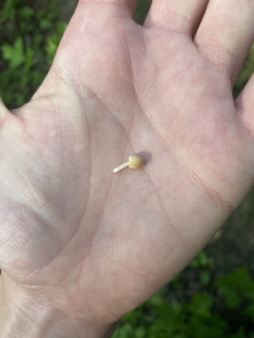 Навозник рассеянный