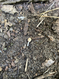 Навозник рассеянный