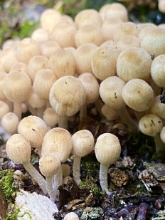 Навозник рассеянный