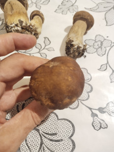 Гриб из москва