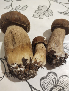 Гриб из москва