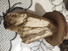 Гриб из москва