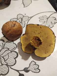 Гриб из москва