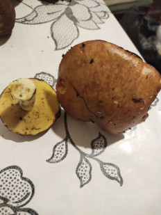 Гриб из москва