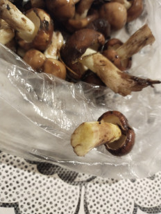 Гриб из москва