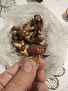 Гриб из москва