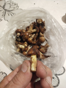 Гриб из москва