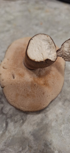 Гриб из Ла Плата