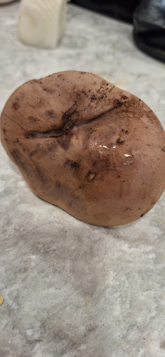 Гриб из Ла Плата