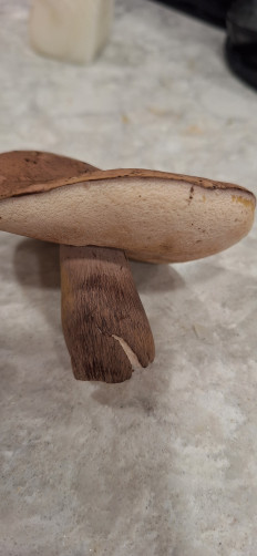 Гриб из Ла Плата