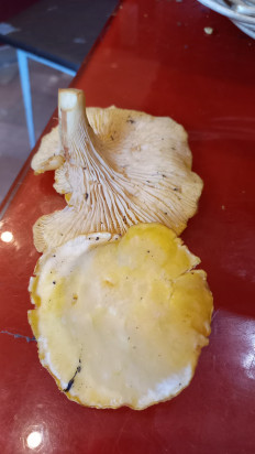 Гриб из Г.Поставы