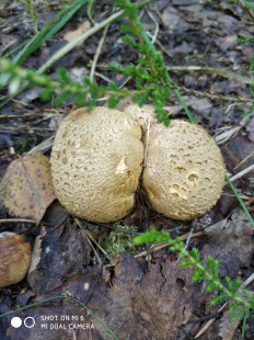 Гриб из Нижний Новгород