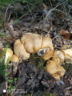 Гриб из Нижний Новгород