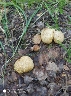 Гриб из Нижний Новгород