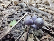 Гриб из Саратов