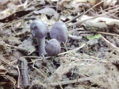 Гриб из Саратов