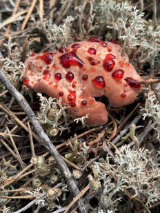 Гиднеллум Пека