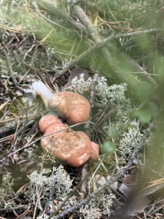 Гиднеллум Пека