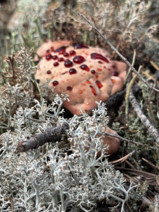 Гиднеллум Пека