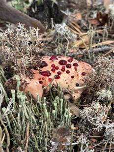 Гиднеллум Пека