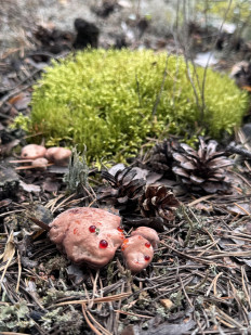 Гиднеллум Пека