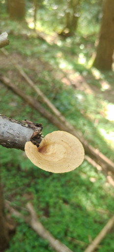 Трутовик ячеистый